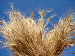 Sheaf of barley
