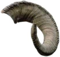 A ram's horn shofar