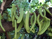 Carob pods growing on a tree